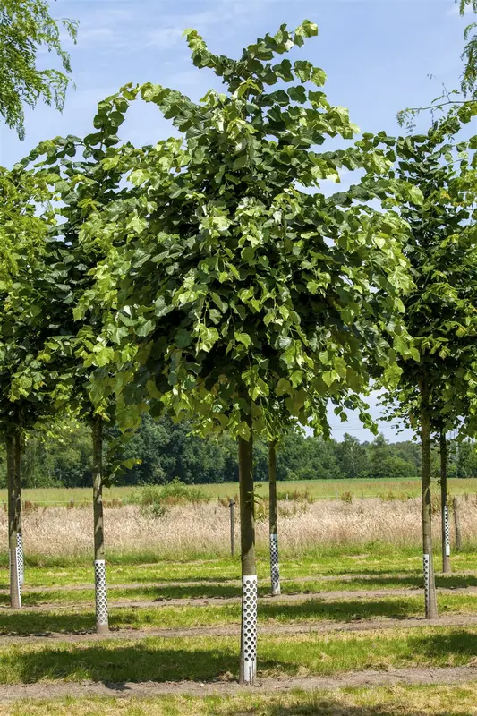 tilia tom. 'brabant' 10/12 - afbeelding 2