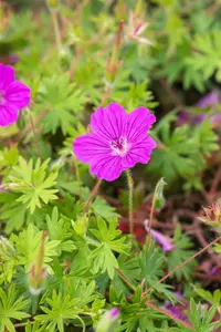 geranium sang. 'tiny monster' P11 - afbeelding 5