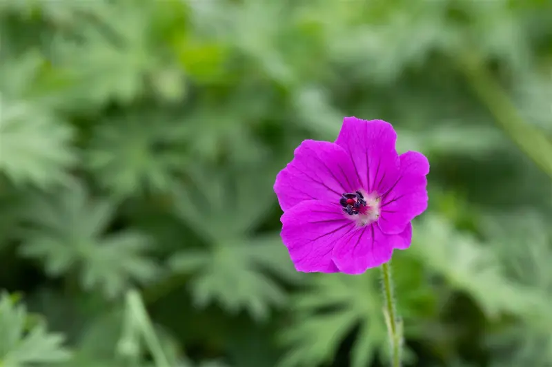 geranium sang. 'tiny monster' P11 - afbeelding 2