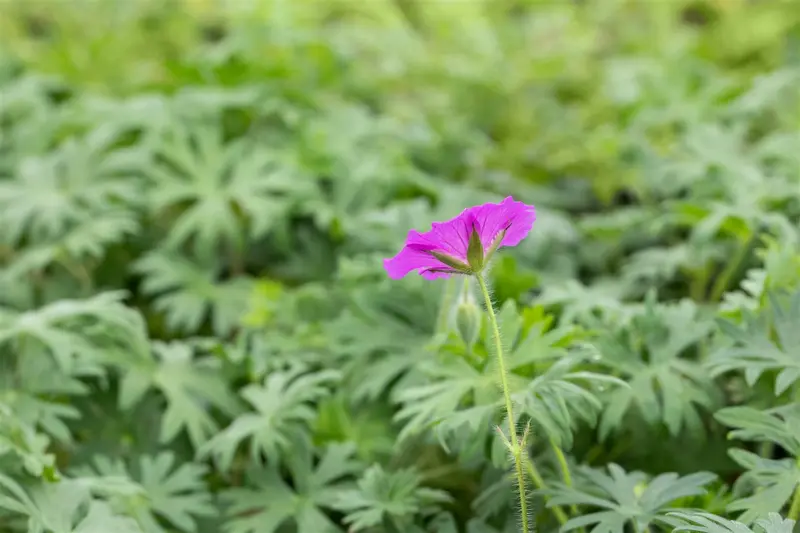 geranium sang. 'tiny monster' P11 - afbeelding 3