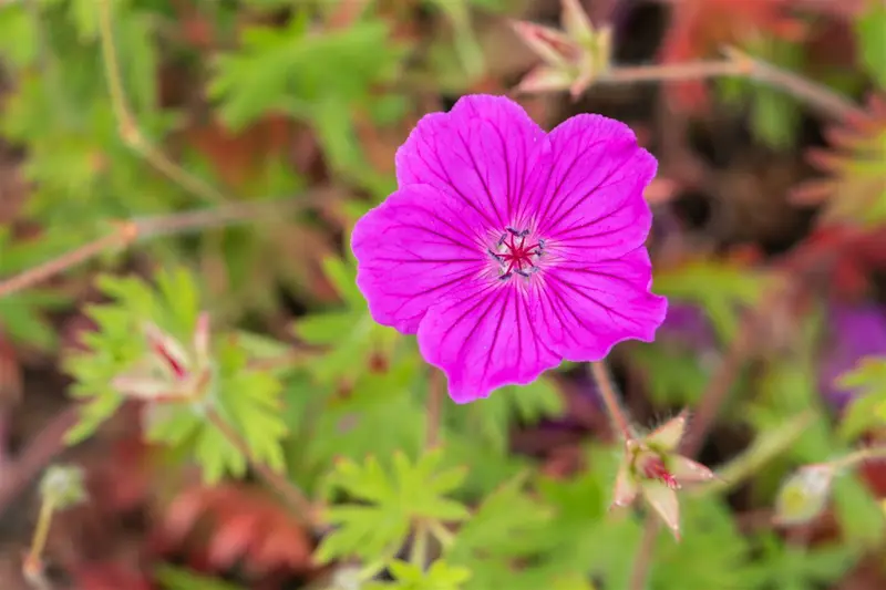 geranium sang. 'tiny monster' P11 - afbeelding 4