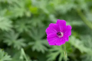 geranium hybr. 'tiny monster' P9 - afbeelding 2