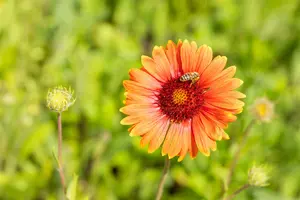 gaillardia hybr. 'tokayer' P9 - afbeelding 1