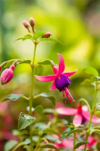 fuchsia 'tom thumb' P11 - afbeelding 3