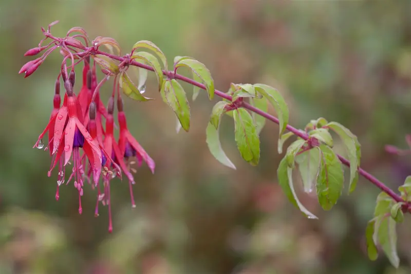 fuchsia 'tom thumb' P11 - afbeelding 1