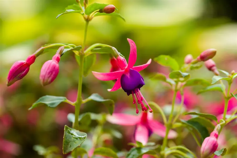 fuchsia 'tom thumb' P11 - afbeelding 2