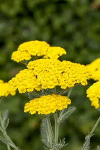 achillea tomentosa P9 - afbeelding 2