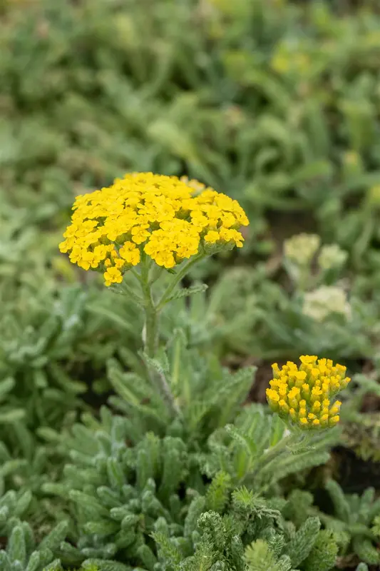 achillea tomentosa P9 - afbeelding 4