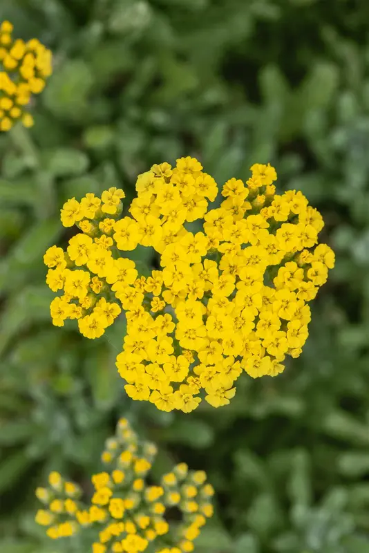 achillea tomentosa P9 - afbeelding 5