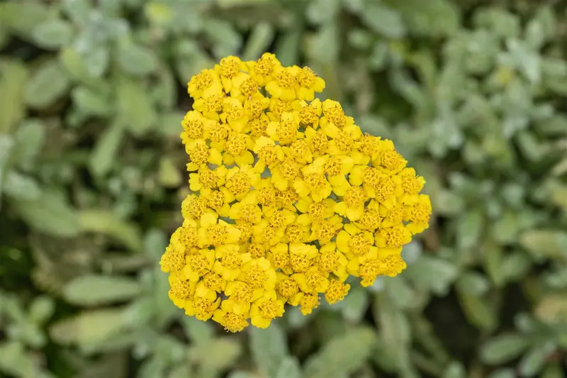 achillea tomentosa P9 - afbeelding 3