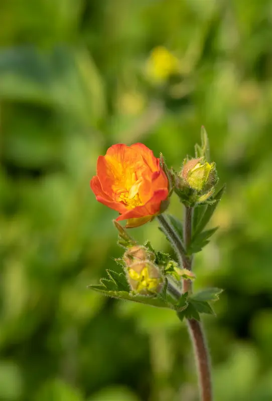 geum hybr. 'totally tangerine'® P9 - afbeelding 5