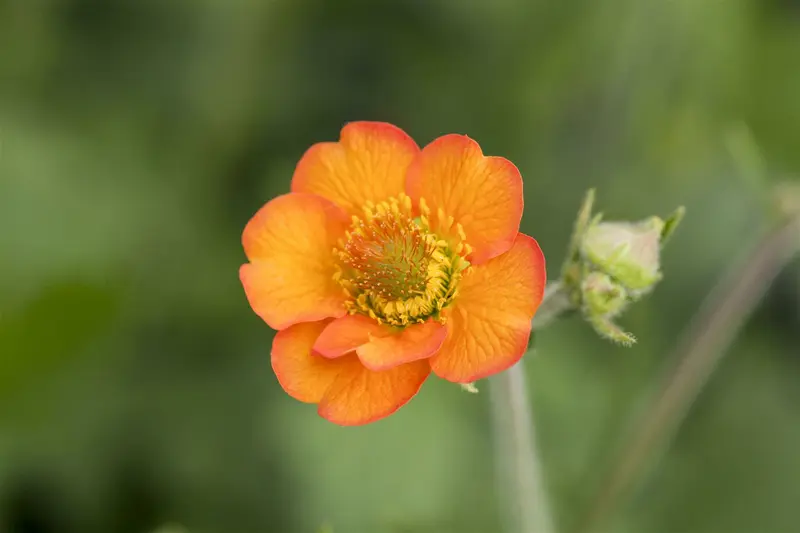 geum hybr. 'totally tangerine'® P9 - afbeelding 1