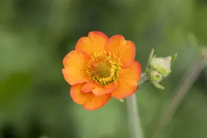 geum hybr. 'totally tangerine'® P9 - afbeelding 1