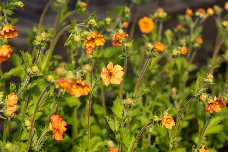 geum hybr. 'totally tangerine'® P9 - afbeelding 2