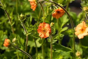 geum hybr. 'totally tangerine'® P9 - afbeelding 3