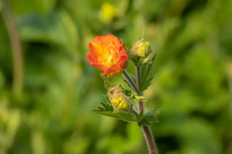 geum hybr. 'totally tangerine'® P9 - afbeelding 4