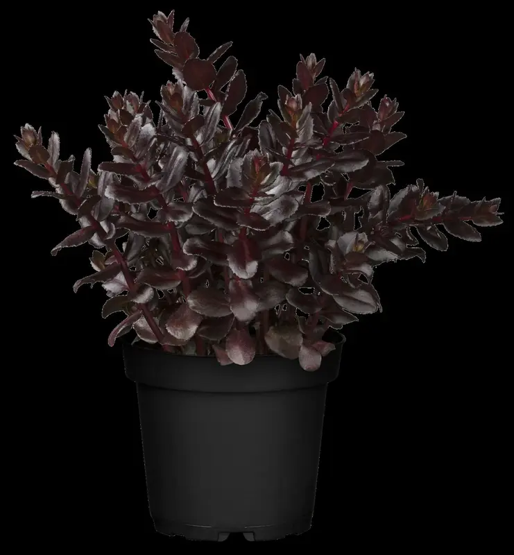 sedum tel. 'touchdown teak'® P9 - afbeelding 1