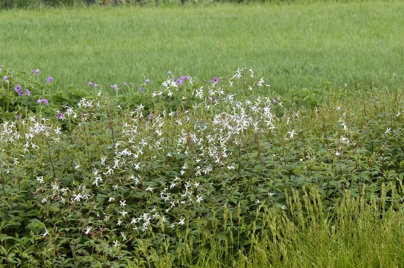 gillenia trifoliata P11