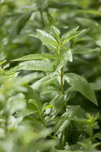 aloysia triphylla (lippia citriodora) P9 - afbeelding 3