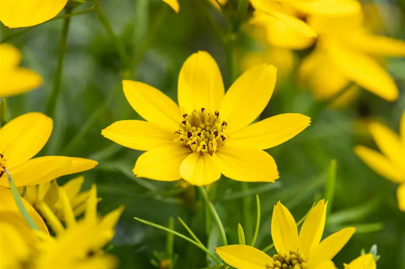 coreopsis tripteris P9