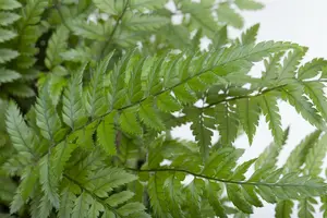 polystichum tsus-simense P9