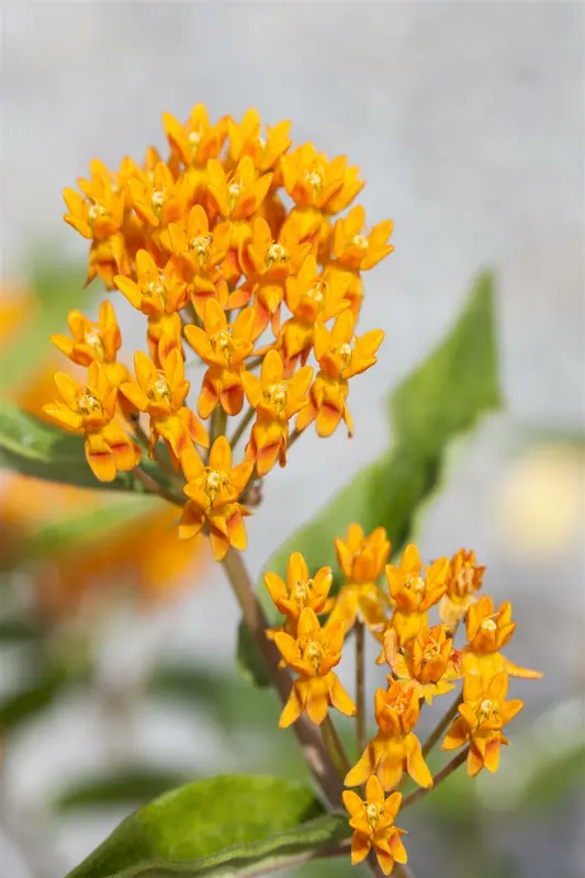 Asclepias tuberosa P9