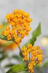 Asclepias tuberosa P9