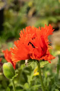 papaver or. 'türkenlouis' P9 - afbeelding 2