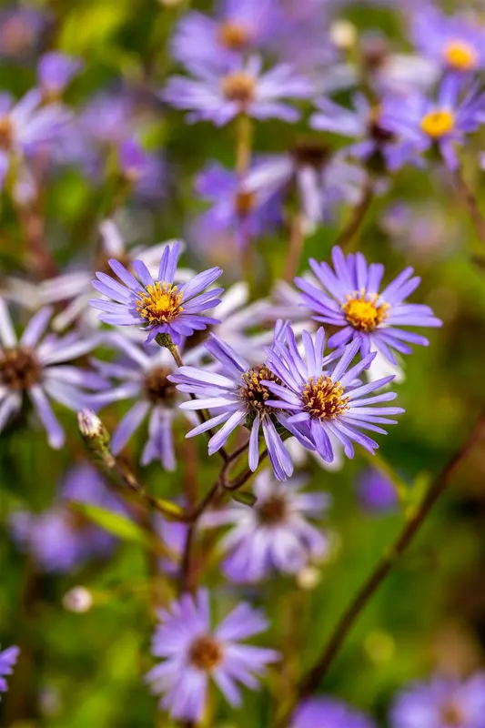 aster macrophyllus 'twilight' P11 - afbeelding 4