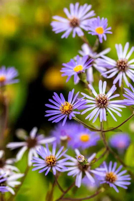 aster macrophyllus 'twilight' P9 - afbeelding 5