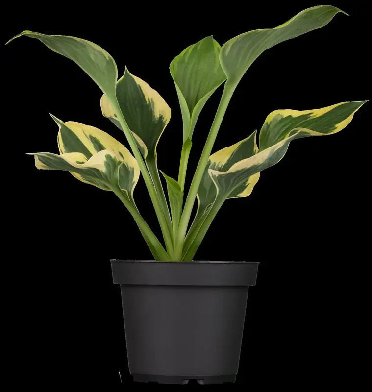 hosta hybr. 'twilight'® P9