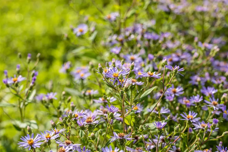 aster macrophyllus 'twilight' P11 - afbeelding 1