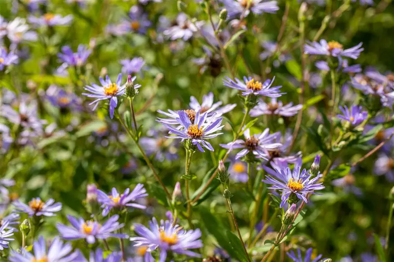 aster macrophyllus 'twilight' P11 - afbeelding 2