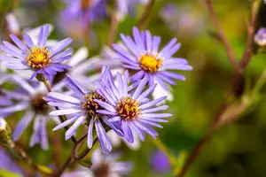 aster macrophyllus 'twilight' P11 - afbeelding 3