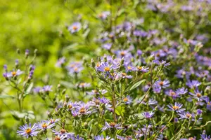 aster macrophyllus 'twilight' P9 - afbeelding 1