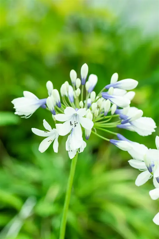 agapanthus hybr. 'twister'® P9 - afbeelding 2