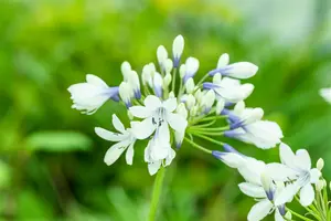 agapanthus hybr. 'twister'® P9 - afbeelding 1