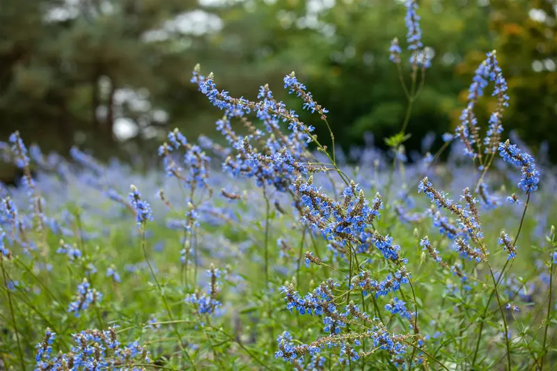 salvia uliginosa P11 - afbeelding 1