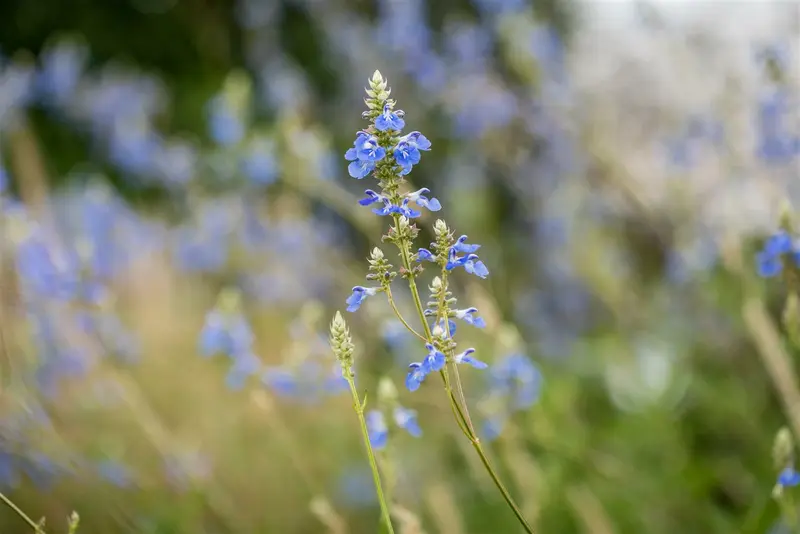 salvia uliginosa P11 - afbeelding 4