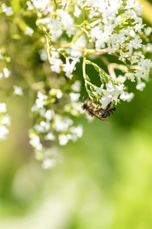 filipendula ulmaria P11 - afbeelding 4