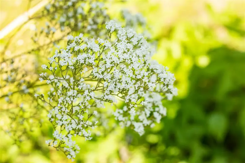 filipendula ulmaria P11 - afbeelding 1