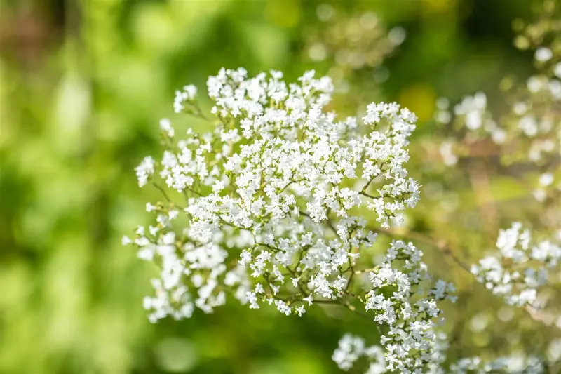 filipendula ulmaria P11 - afbeelding 2