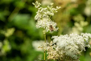 filipendula ulmaria P11 - afbeelding 5