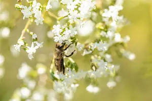 filipendula ulmaria P11 - afbeelding 3