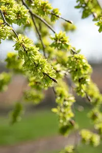 ulmus glabra 'pendula' ( 'horizontalis') (HOcm) - afbeelding 2