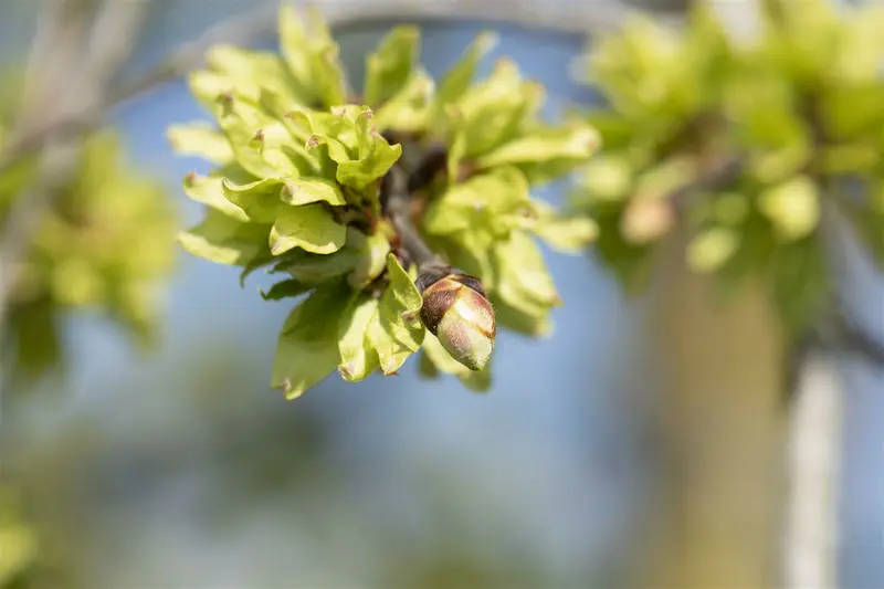 ulmus glabra 'pendula' ( 'horizontalis') (HOcm) - afbeelding 1