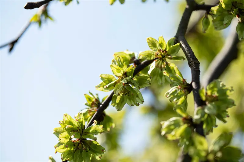 ulmus glabra 'pendula' ( 'horizontalis') (HOcm) - afbeelding 3