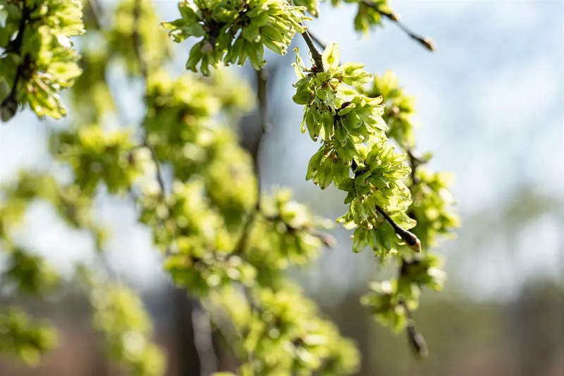 ulmus glabra 'pendula' ( 'horizontalis') (HOcm) - afbeelding 4