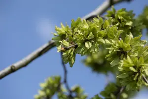 ulmus glabra 'pendula' ( 'horizontalis') (HOcm) - afbeelding 5