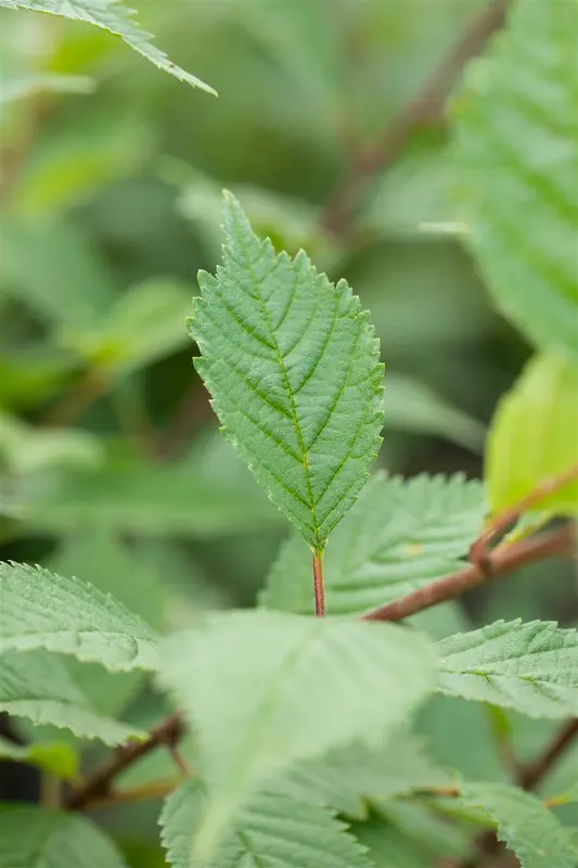 ulmus hybr. 'lobel' 8/10 - afbeelding 1